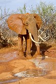 Male African elephant spraying mud Tsavo East Kenya