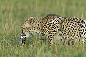 Young Cheetah playing with packaging Masai Mara Kenya