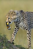 Young Cheetah playing with packaging Masai Mara Kenya