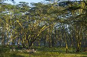 Grant's Zebras and Acacias of yellow fever Nakuru Kenya