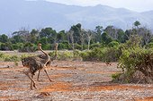 Female ostriches in the savannah of Tsavo East Kenya
