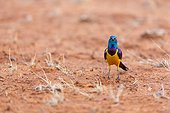 Golden-breasted Starling on ground East Tsavo Kenya