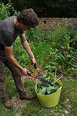 Burdock manure making in a kitchen ; Rich in potassium hydroxide, the burdock maybe soaked as the stinging nettle to produce a fertilizer favorable to vegetables, to rosebushes and to fruits. Diluted in 5 %, in spraying, it helps to fight against the mildew.