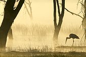 Yellow-billed Stork in the morning mist Lake Nakuru Kenya 