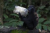 Young Celebes crested Macaque and bottleTangkoko