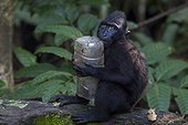 Young Celebes crested Macaque and bottleTangkoko