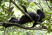 Celebes crested Macaque male on a branchTangkoko