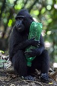 Celebes crested Macaque and plastic bottleTangkoko