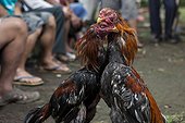 Cocks fighting Sulawesi Indonesia