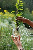 Cuttings in water in a garden