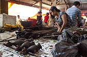 Sale Bat Market Tomohon Sulawesi