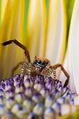 Jumping Spider male in flower France 