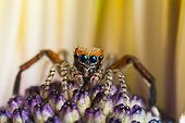 Jumping Spider male in flower France 