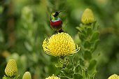 Southern Double-collared Sunbird on protea South Africa