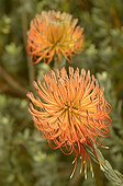 Rocket Pincushion flowers South Africa 