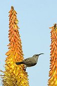 Greater Double-collared Sunbird on flowers South Africa 