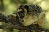 Female black howler monkey on a branch 