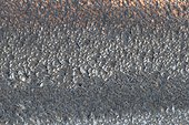 Gathering of Red Knots for large tidal Norfolk