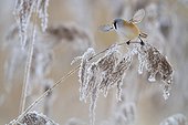 Bearded reedling flying away from a frozen reed ; 1st prize at the Namur Festival 2011 - Category Caught on the fly. 1st prize at the 2011 Golden Turtle - Category Birds. Favorite Price at Montier en Der Festival 2012.
