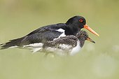 Oystercatcher learning at a young how to feed Vik Iceland