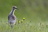 Young Whimbrel looking for food in a meadow Vik