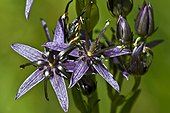 Felwort in bloom in Catalonia  Spain