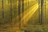 Sunbeams in beech forest in autumn Germany