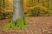 Beech forest in autumn Germany