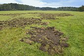 Game damage on meadow from Wild boars Germany