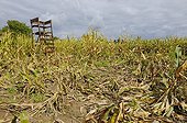 Game damage in maize field from Wild boars Germany