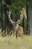 Red deer with grass in his antler at rutting season Germany