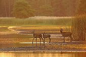 Red deers in water at sunrise Germany
