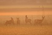 Roe deers in morning mist at sunrise Germany