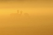 Roe deers in morning mist at sunrise Germany