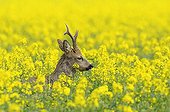 Roebuck in canola field at spring Germany
