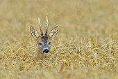 Portrait of a Roebuck in a grain field Germany