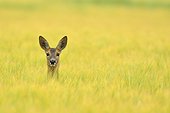 Portrait of a Roe deer in a grain field Germany