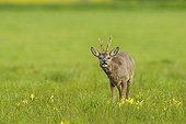 Roebuck in a meadow Germany