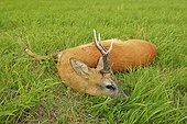 Killed Roebuck in a meadow Germany
