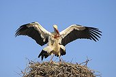 White storks mating in nest Germany