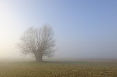 Pollard willow in morning mist Germany