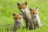 Red fox cubs sitting in a meadow Germany