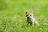 Red fox cub sitting in a meadow Germany