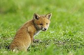 Red fox cub coming out of burrow Germany