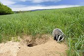 Young Badger near burrow in grain field Germany