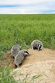 Young Badgers coming out of burrow in grain field Germany
