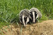 Young Badgers near burrow in grain field Germany