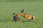 European brown hares in grain field Germany