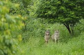 Gray wolves in grass Germany