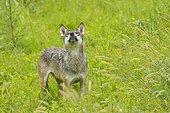 Gray wolf in a field Germany